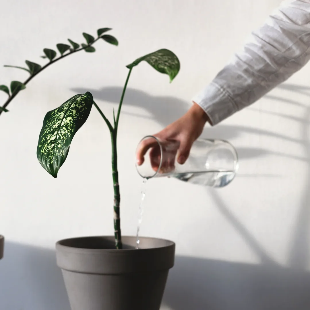 watering houseplants with a glass of water