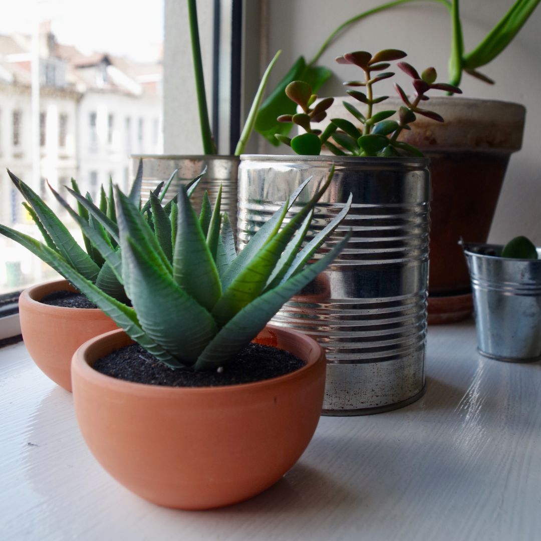 Potted indoor plants