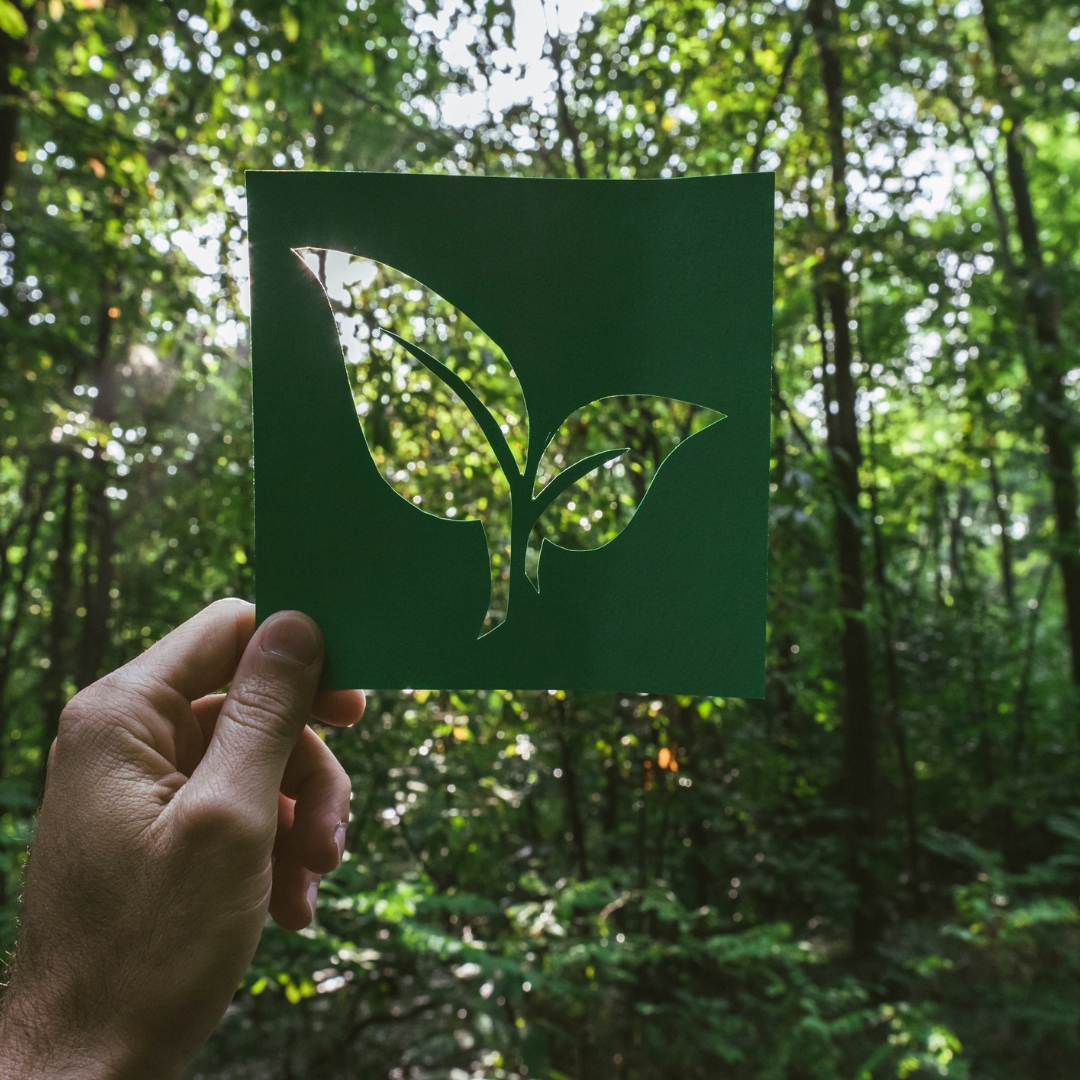 image of nature