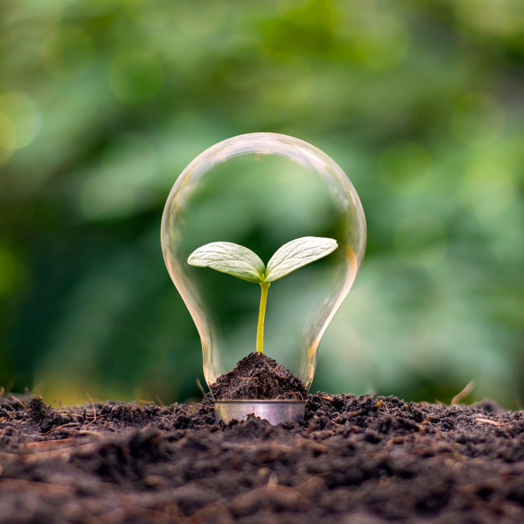 rendered image of a lightbulb sitting on the ground with a sprout inside