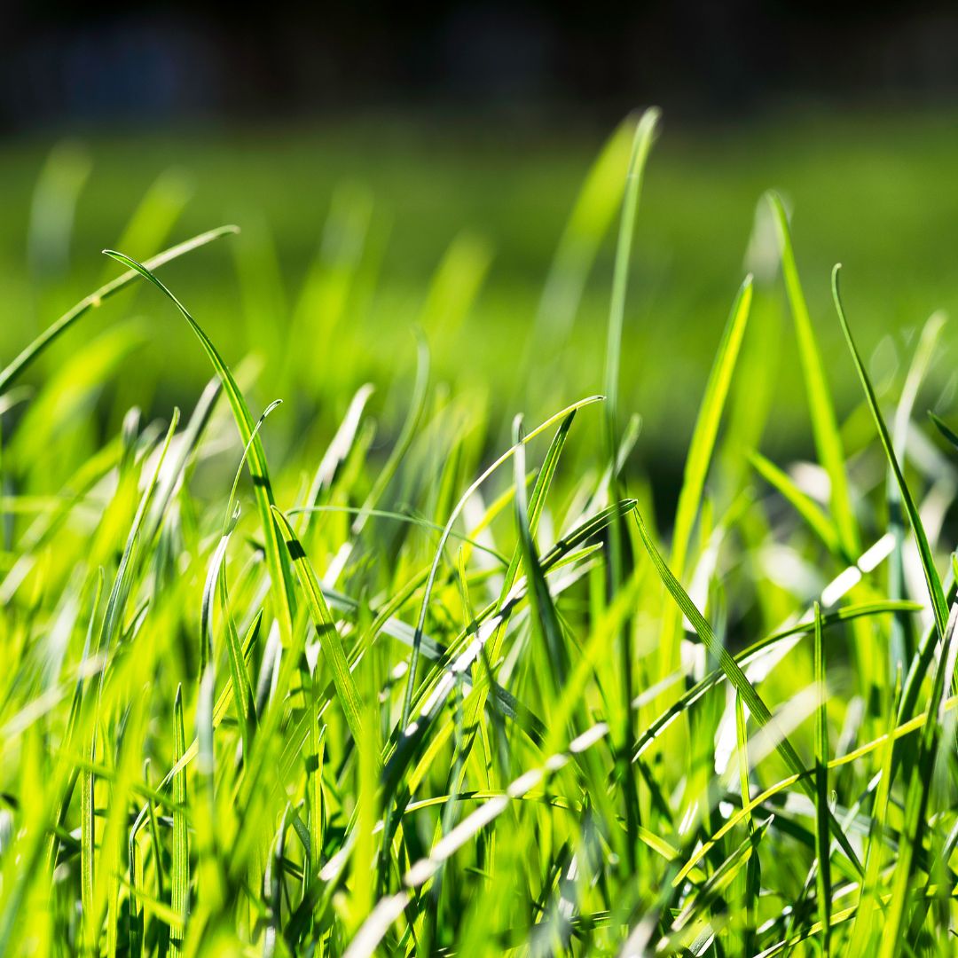 closeup of grass