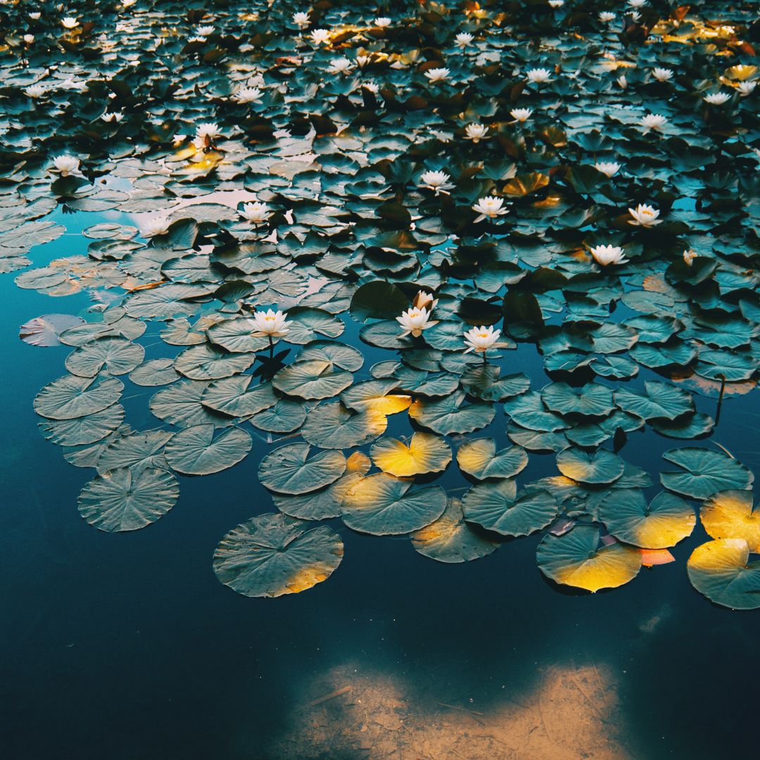 aquatic ecosystem